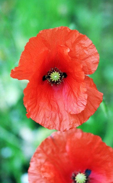 Free download Klatschmohn Red Flower -  free photo or picture to be edited with GIMP online image editor