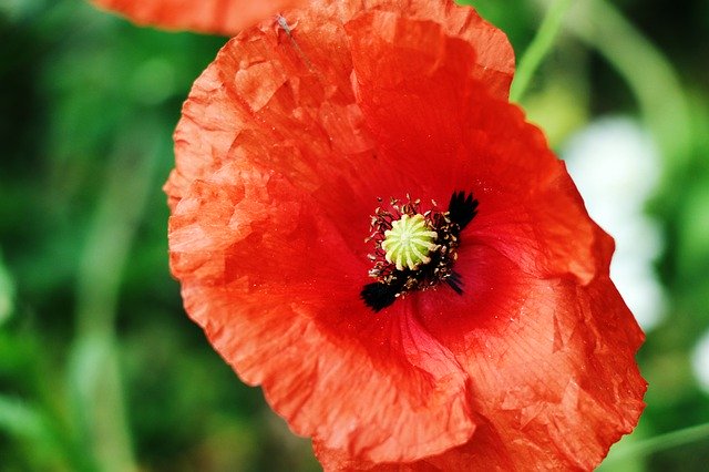 Free download Klatschmohn Red Nature -  free photo or picture to be edited with GIMP online image editor