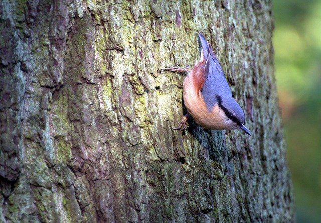 Tải xuống miễn phí Kleiber Tree Runner Bird - ảnh hoặc hình ảnh miễn phí được chỉnh sửa bằng trình chỉnh sửa hình ảnh trực tuyến GIMP