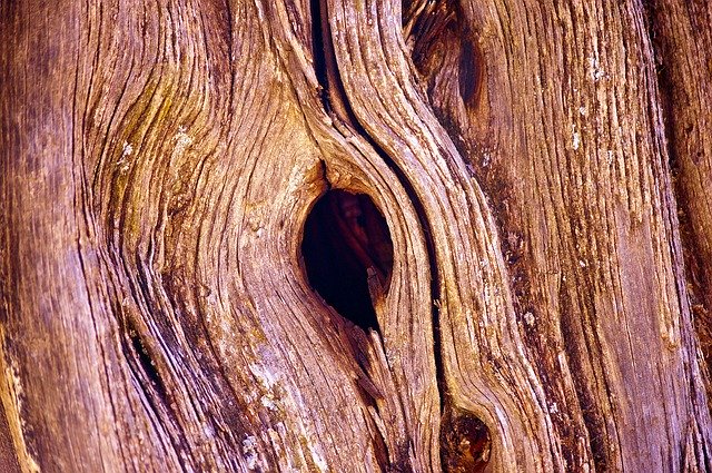 Free download Knothole In Utah Juniper -  free photo or picture to be edited with GIMP online image editor