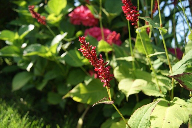 Free download Knotweed Persicaria Plants -  free photo or picture to be edited with GIMP online image editor