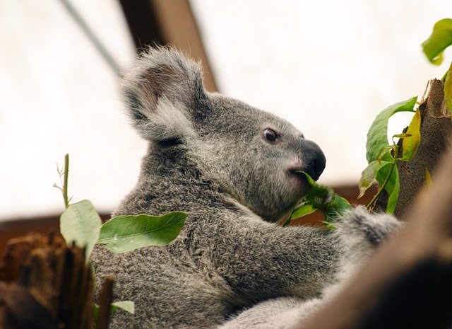 Free download Koala Australia Animal -  free photo or picture to be edited with GIMP online image editor