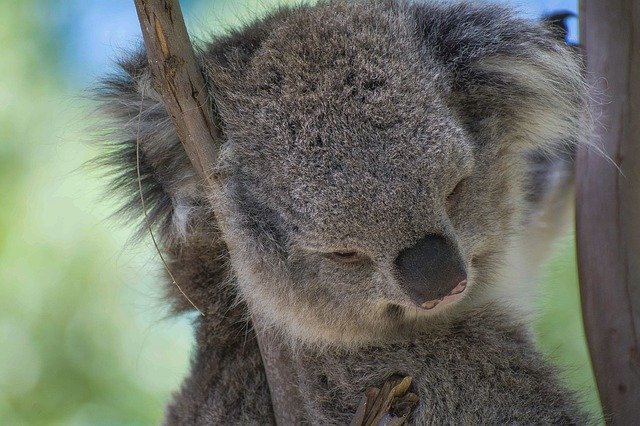 Free download Koala Australia Animals -  free photo or picture to be edited with GIMP online image editor