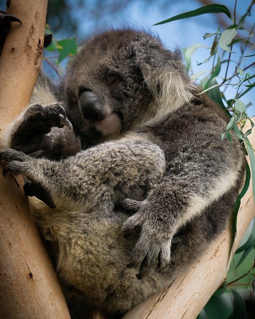 Free download Koala Australia Eucalyptus -  free photo or picture to be edited with GIMP online image editor