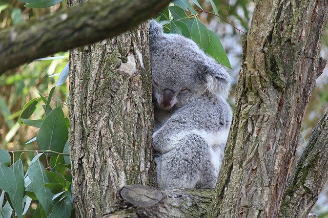 Free download Koala Bear Animal -  free photo or picture to be edited with GIMP online image editor