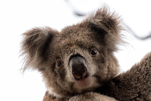 Free download koala koala bear marsupial furry free picture to be edited with GIMP free online image editor