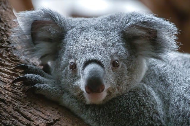 Free download koala marsupial tree wildlife free picture to be edited with GIMP free online image editor