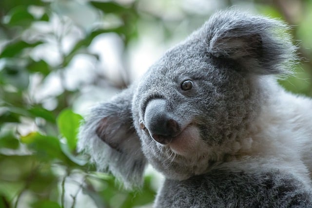 Free download koala marsupial wildlife gray free picture to be edited with GIMP free online image editor