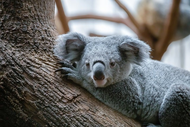 Free download koala marsupial wildlife gray tree free picture to be edited with GIMP free online image editor