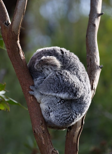 Free download koala phascolarctos cinereus free picture to be edited with GIMP free online image editor