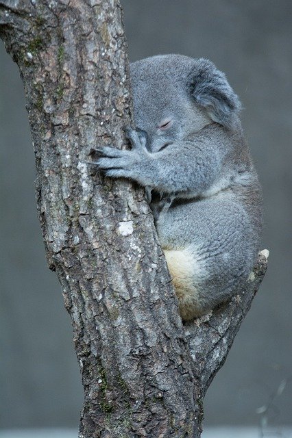 Free download Koala Zoo Australia -  free photo or picture to be edited with GIMP online image editor