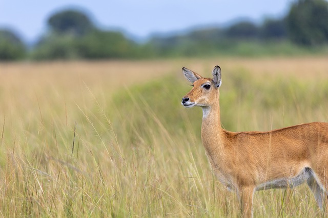 Free download kob grass murchison falls free picture to be edited with GIMP free online image editor