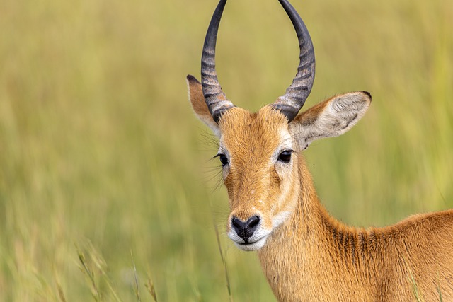 Free download kob horns wildlife grass close up free picture to be edited with GIMP free online image editor