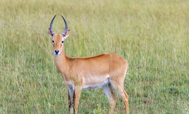 Free download kob horns wildlife to stand safari free picture to be edited with GIMP free online image editor