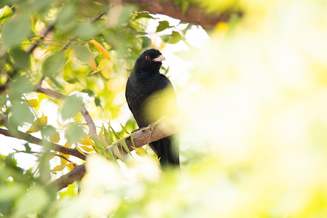 Free download koel bird nature wildlife perched free picture to be edited with GIMP free online image editor