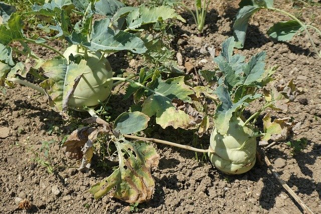 Free download Kohlrabi Vegetable Garden -  free photo or picture to be edited with GIMP online image editor