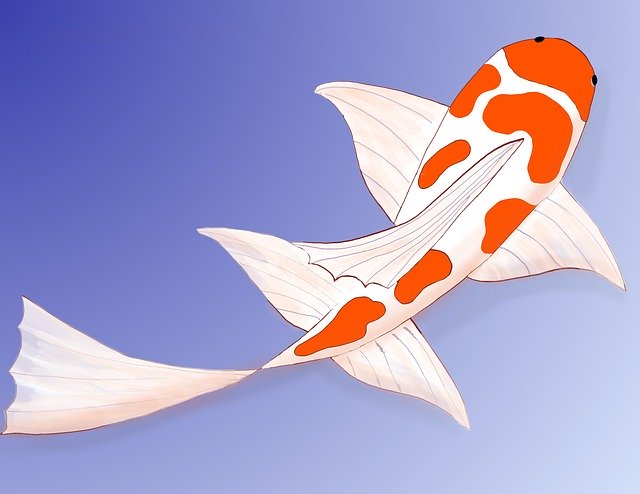 Free download Koi Drawing -  free photo or picture to be edited with GIMP online image editor