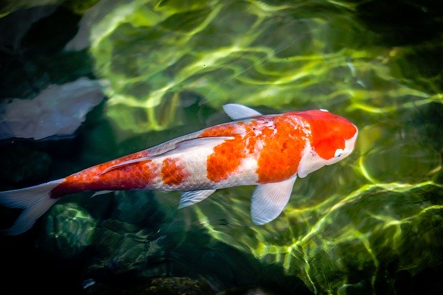 Free download Koi Fish Animal -  free photo or picture to be edited with GIMP online image editor