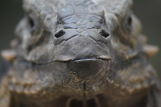 Free download Komodo Dragon Komodowaran -  free photo or picture to be edited with GIMP online image editor