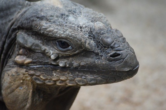 Free download Komodo Dragon Monitor -  free photo or picture to be edited with GIMP online image editor