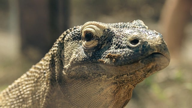 Free download komodo lizard dragon reptile free picture to be edited with GIMP free online image editor