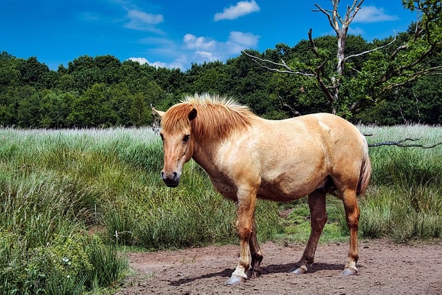 Free download konik pony horse animal equine free picture to be edited with GIMP free online image editor