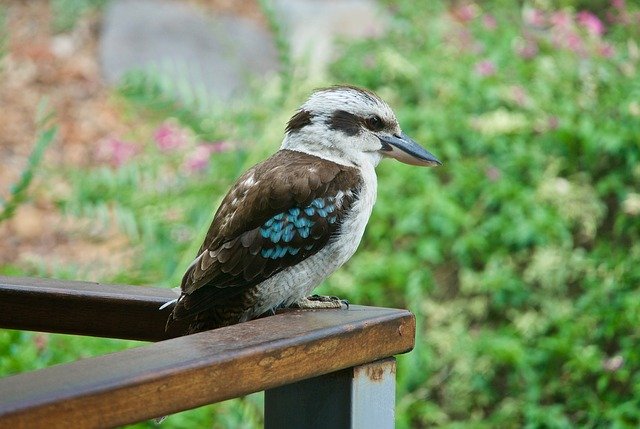 Free download Kookaburra Australia Bird -  free photo or picture to be edited with GIMP online image editor