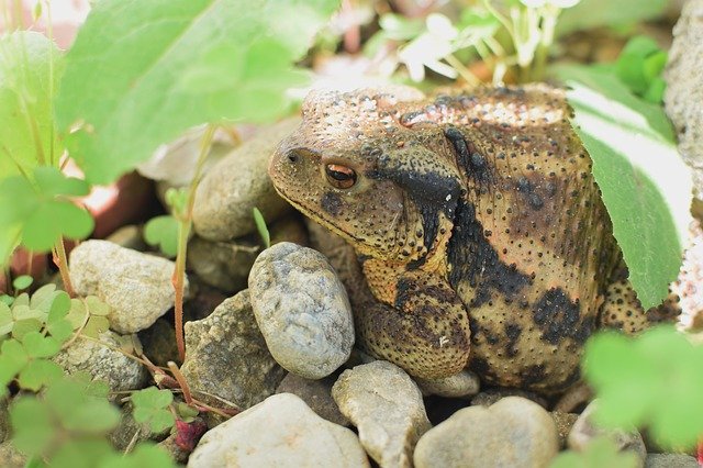 Free download Korean Toad Korea All -  free photo or picture to be edited with GIMP online image editor