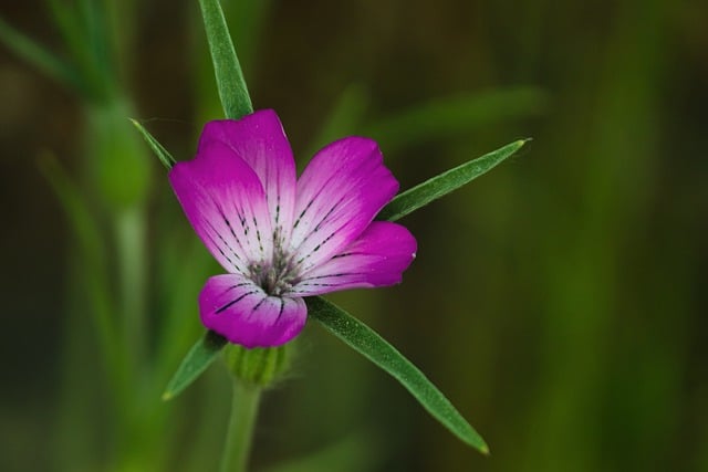 Free download kornrake corncockle pink flower free picture to be edited with GIMP free online image editor