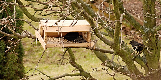 Free download kos garden feeder apple tree free picture to be edited with GIMP free online image editor