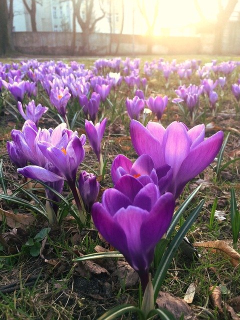 Free download Krokus Crocus Spring -  free photo or picture to be edited with GIMP online image editor