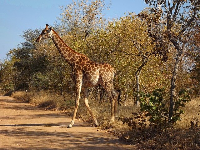 Free download Kruger South Africa Giraffe -  free photo or picture to be edited with GIMP online image editor