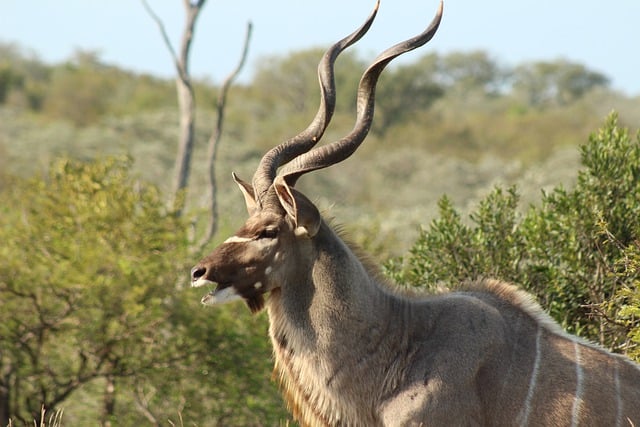 Free download kudu antelope horns africa free picture to be edited with GIMP free online image editor