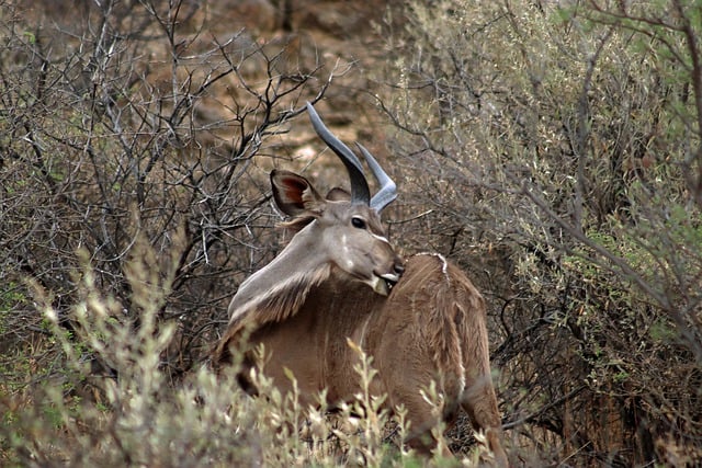 Free download kudu antelope namibia safari free picture to be edited with GIMP free online image editor