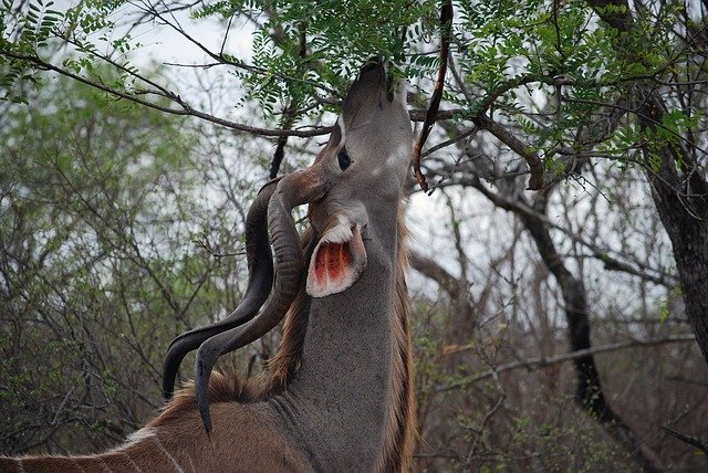 Free download Kudu Tree Africa South -  free photo or picture to be edited with GIMP online image editor