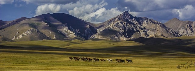 Free download kyrgyzstan horses mountains songcol free picture to be edited with GIMP free online image editor