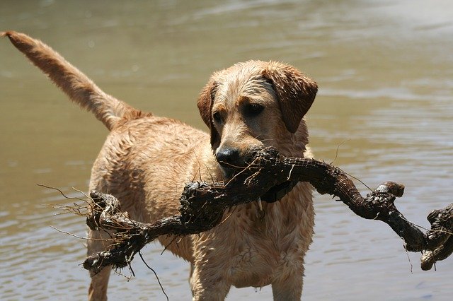 Free download Labrador Dog Animal -  free photo or picture to be edited with GIMP online image editor