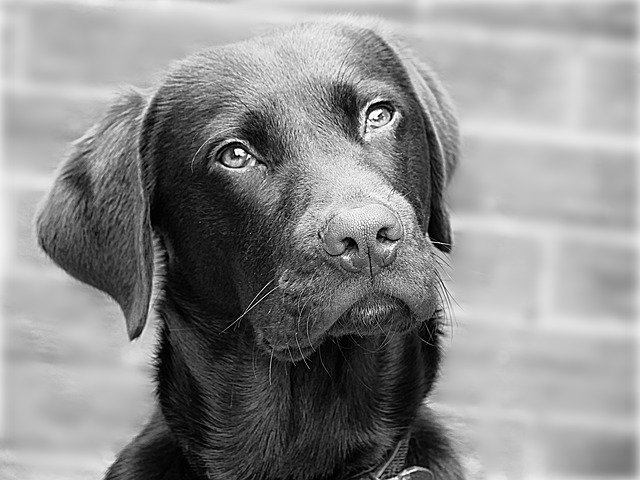 Free download Labrador Dog Retriever -  free photo or picture to be edited with GIMP online image editor