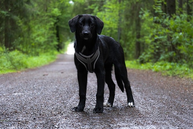 puede el labrador retriever ser negro