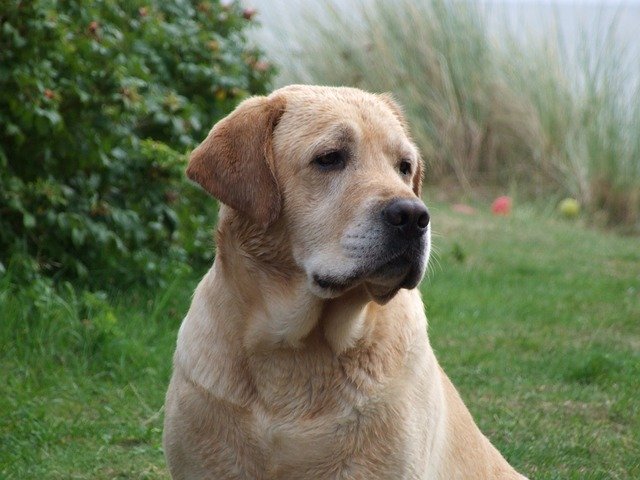 Free download Labrador Yellow Retriever -  free photo or picture to be edited with GIMP online image editor