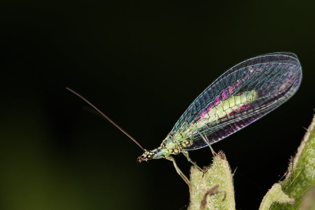 Free download lacewing insect wing free picture to be edited with GIMP free online image editor