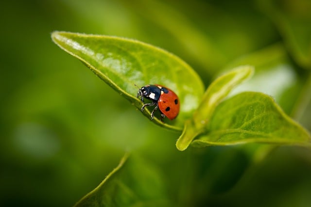 Free download ladybird beetle ladybug insect free picture to be edited with GIMP free online image editor