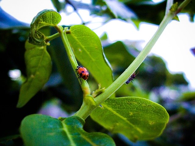 Free download Ladybird Bug Insect -  free photo or picture to be edited with GIMP online image editor