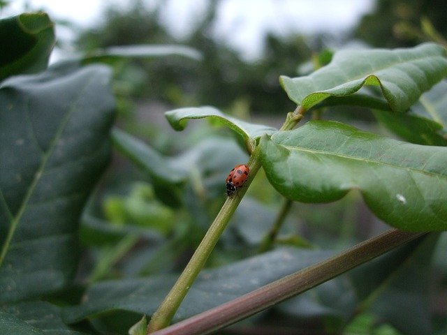 Free download Ladybird Ladybug Insect -  free photo or picture to be edited with GIMP online image editor