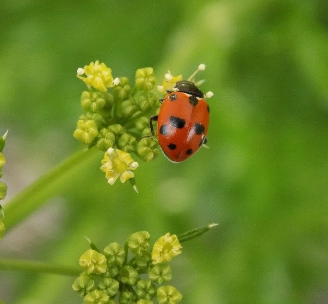 Free download Ladybird Nature Flower -  free photo or picture to be edited with GIMP online image editor