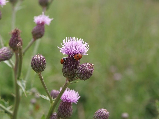 Free download Ladybird Plant Nature -  free photo or picture to be edited with GIMP online image editor