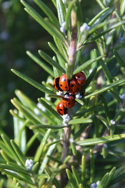 Free download Ladybirds Rosemary Ladybugs -  free photo or picture to be edited with GIMP online image editor