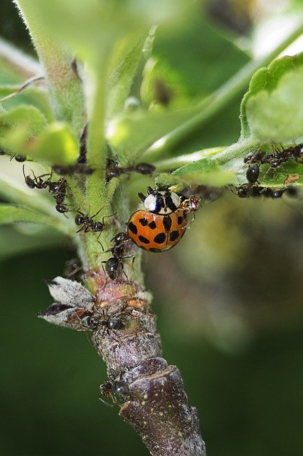 Free download Ladybug Ants Beetle -  free photo or picture to be edited with GIMP online image editor