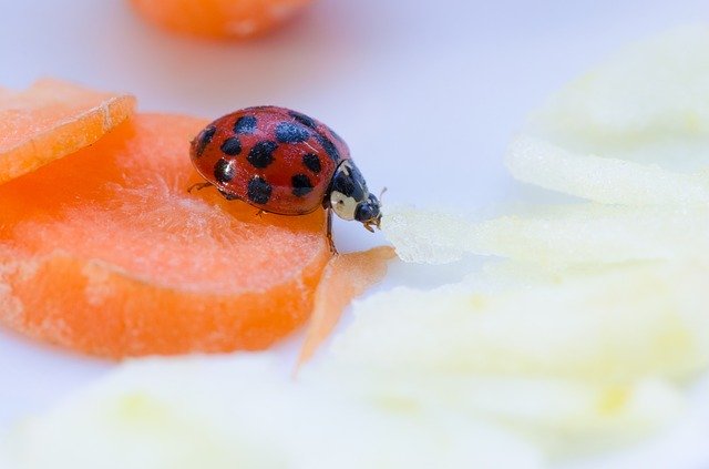 Free download Ladybug Close Up Beetle -  free photo or picture to be edited with GIMP online image editor