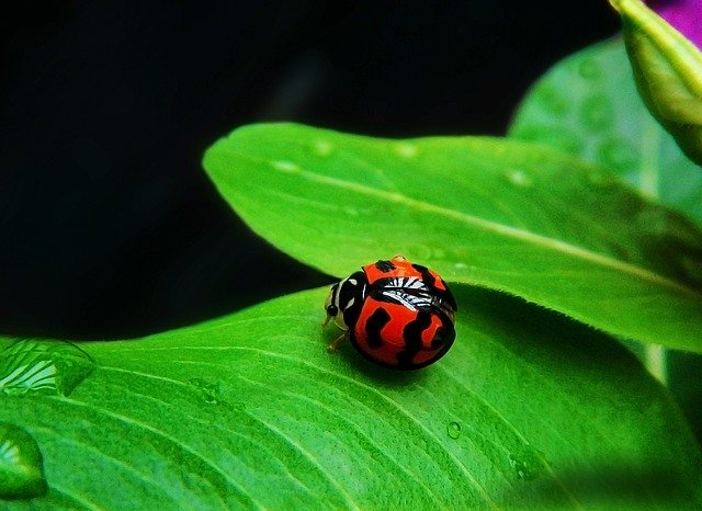 Unduh gratis Ladybug Coquito Insect - foto atau gambar gratis untuk diedit dengan editor gambar online GIMP